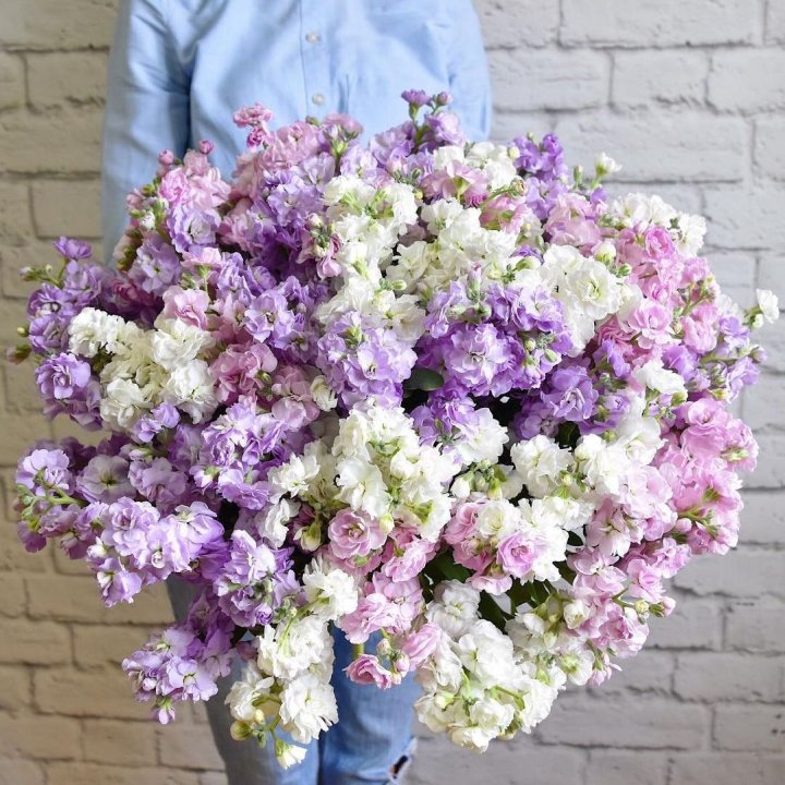 Облако маттиол в Липецке