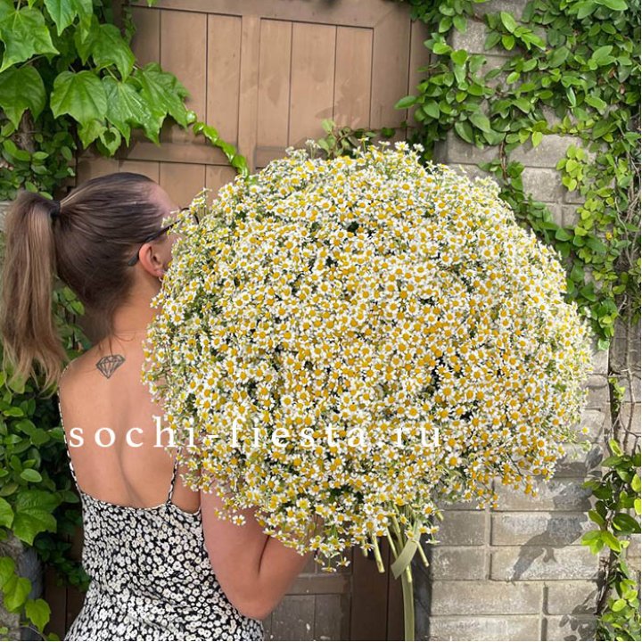 101 ромашка в Липецке