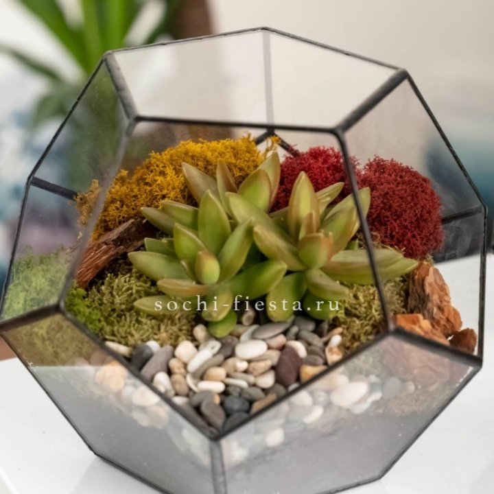 Флорариум “Додекаэдр” с суккулентом Седум в Липецке