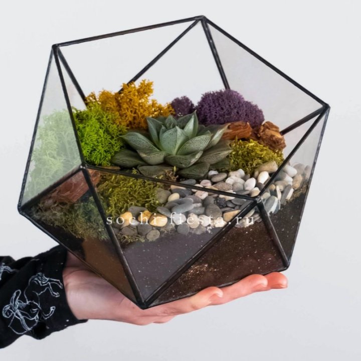 Флорариум “Икосаэдр” с суккулентом Каменная Роза в Липецке