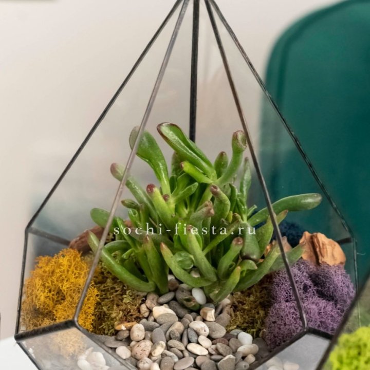 Флорариум “Капля” с суккулентом Крассула Хоббит в Липецке