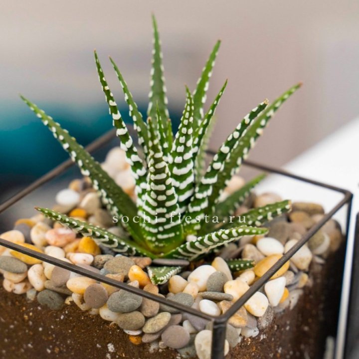 Флорариум Кубик с суккулентом Хавортия в Липецке