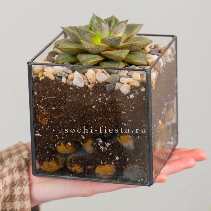 Флорариум Кубик с суккулентом Каменная роза в Липецке