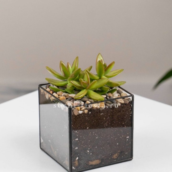 Флорариум Кубик с суккулентом Седум в Липецке