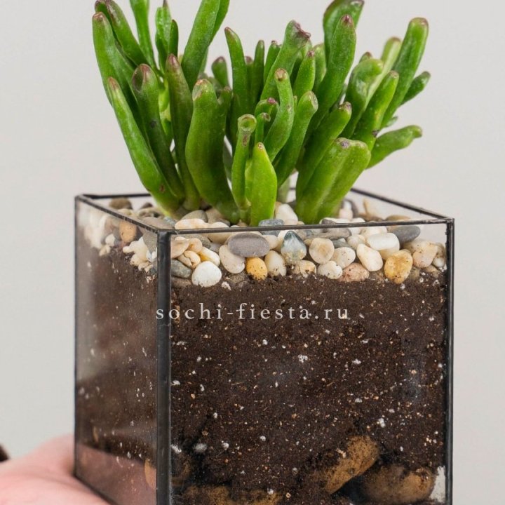 Флорариум Кубик с суккулентом Хоббит в Липецке