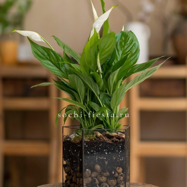 Спатифиллум в кашпо Пятиугольник в Липецке