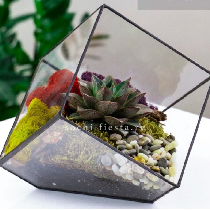 Флорариум Куб усеченный с суккулентом Каменная роза в Липецке