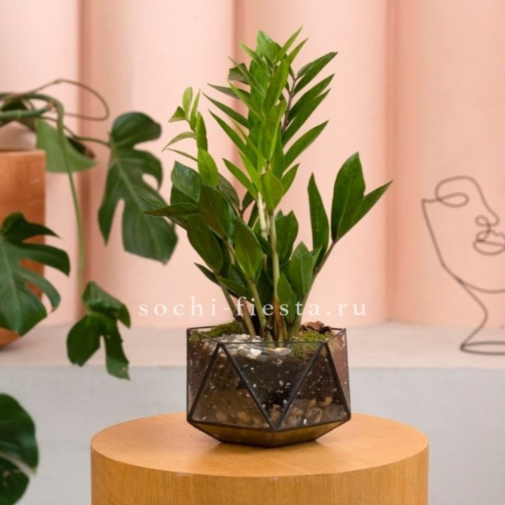 Замиокулькас в кашпо Икосаедр в Липецке