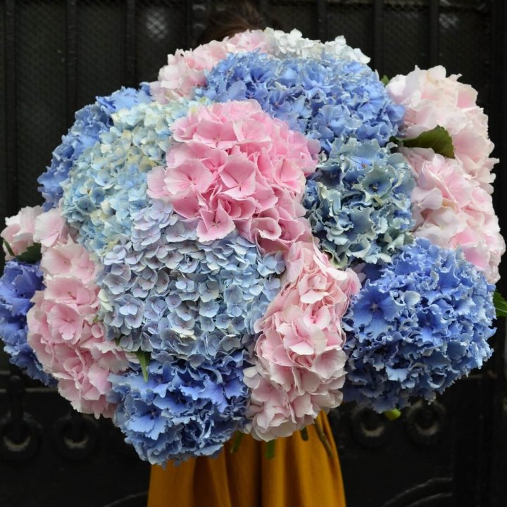 Букет гортензий "Фонтан" в Липецке