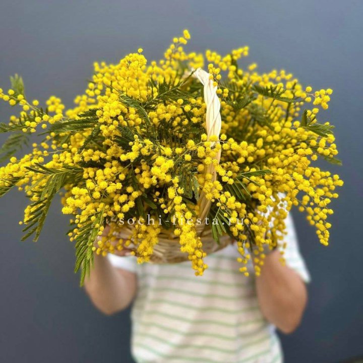 Весенняя корзина мимозы в Липецке