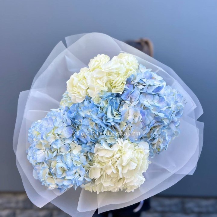 5 бело-голубых гортензий в Липецке