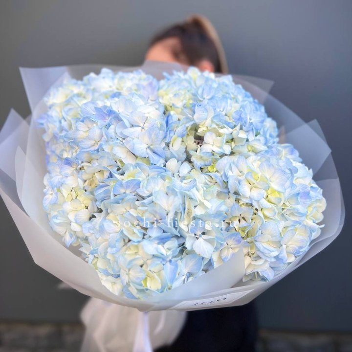 5 голубых гортензий в Липецке