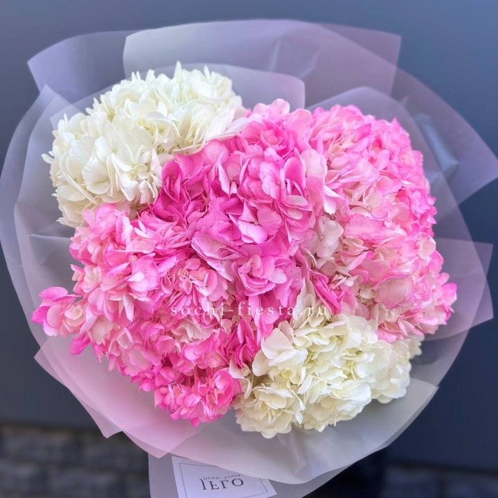 5 бело-розовых гортензий в Липецке