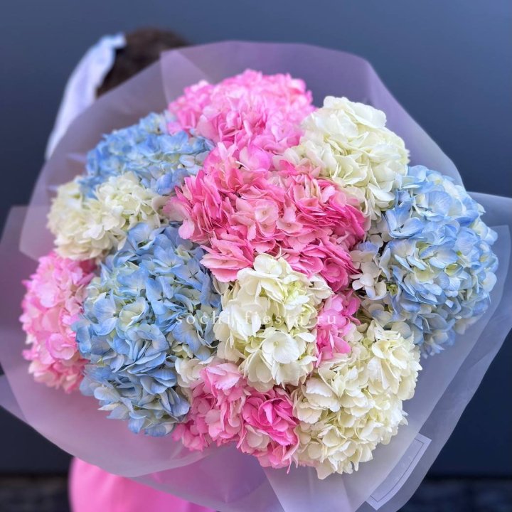 11 гортензий микс в Липецке