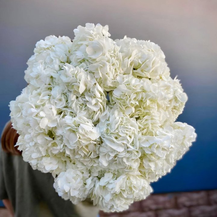 Охапка белой гортензии в Липецке