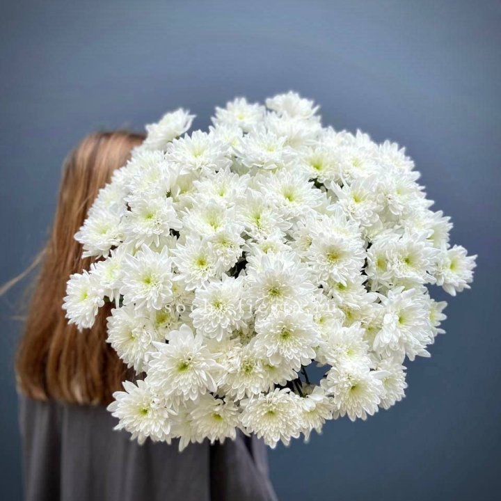 Охапка Хризантемы кустовой в Липецке