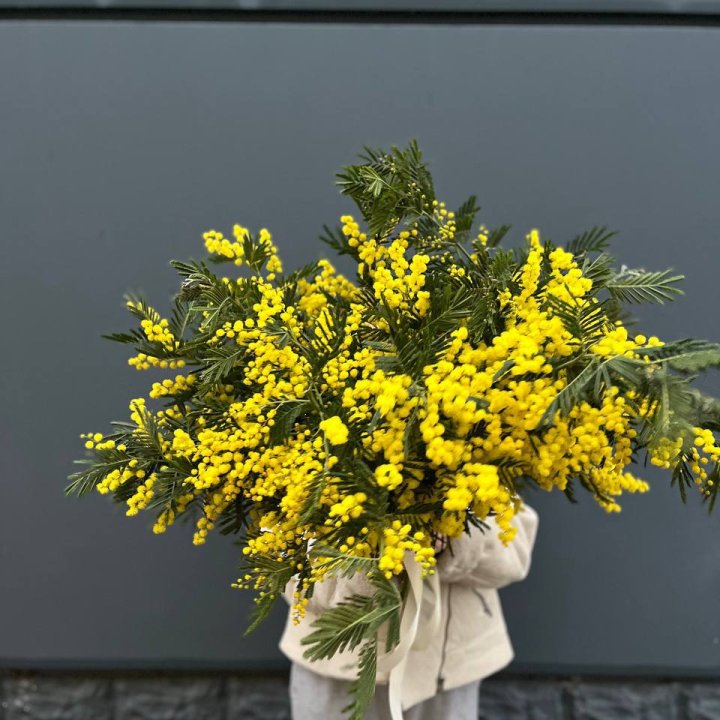 Охопка мимозы в Липецке