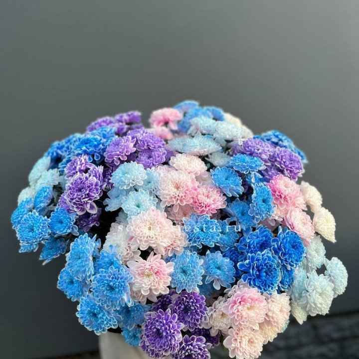 25 цветных хризантем в Липецке