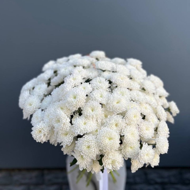  25 хризантем белых в Липецке