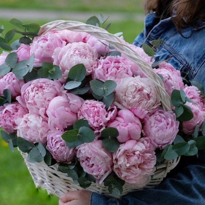 51 пион в корзине в Липецке