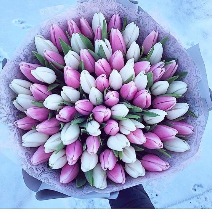 101 тюльпан "Лолипоп" в Липецке